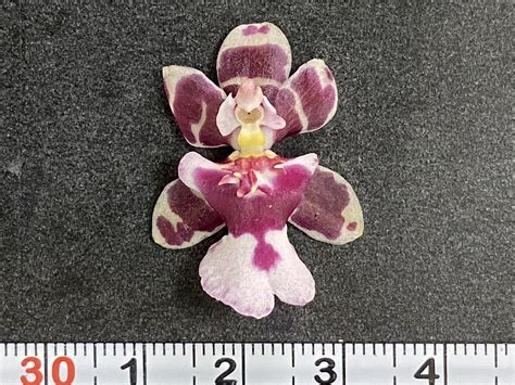 文心蘭品種|文心蘭盆花新品種「花木蘭」、「紅雀」 花色少見、。